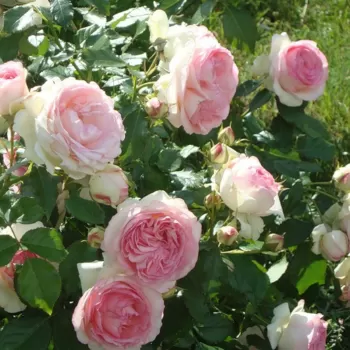 Роза 'Еден Роуз' (Rosa 'Eden Rose')